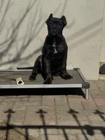 Aldo, a male Cane Corso for sale in New Egypt, NJ – Photo 10 of 10