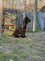 Aldo, a male Cane Corso for sale in New Egypt, NJ – Photo 4 of 10