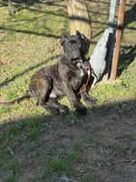 Aldo, a male Cane Corso for sale in New Egypt, NJ – Photo 3 of 10