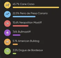 Aldo, a male Cane Corso for sale in New Egypt, NJ – Photo 9 of 10