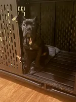 Aldo, a male Cane Corso for sale in New Egypt, NJ – Photo 3 of 3