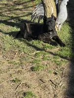 Aldo, a male Cane Corso for sale in New Egypt, NJ – Photo 5 of 10