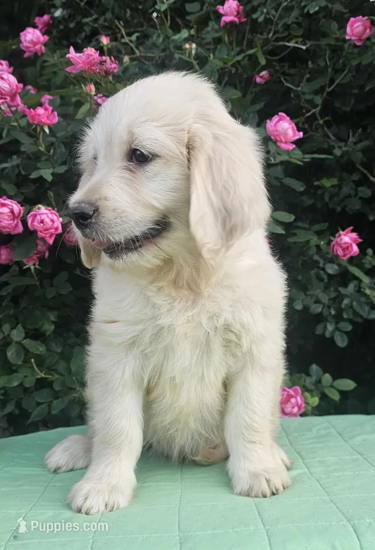 Blossom – Goldendoodle puppy for sale in Cleburne, TX