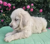 Blossom, a female Goldendoodle for sale in Cleburne, TX – Photo 7 of 7