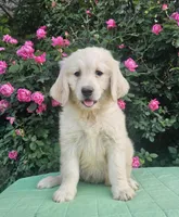 Blossom, a female Goldendoodle for sale in Cleburne, TX – Photo 6 of 7