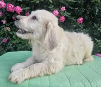 Blossom, a female Goldendoodle for sale in Cleburne, TX – Photo 3 of 7