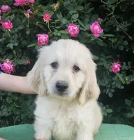 Blossom, a female Goldendoodle for sale in Cleburne, TX – Photo 2 of 7