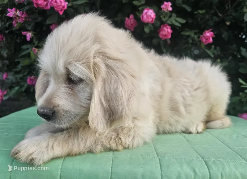 Blossom – Goldendoodle puppy for sale in Cleburne, TX