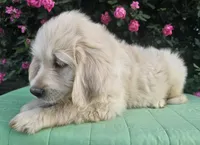 Blossom, a female Goldendoodle for sale in Cleburne, TX – Photo 5 of 7
