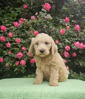 Rosie, a female Goldendoodle for sale in Cleburne, TX – Photo 4 of 6