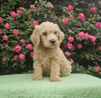 Rosie, a female Goldendoodle for sale in Cleburne, TX – Photo 2 of 6