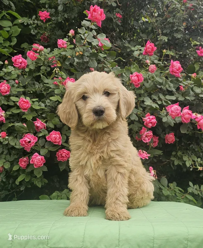 Rosie – Goldendoodle puppy for sale in Cleburne, TX