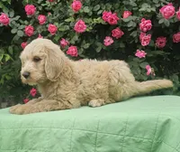 Rosie, a female Goldendoodle for sale in Cleburne, TX – Photo 5 of 6