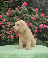Rosie, a female Goldendoodle for sale in Cleburne, TX – Photo 6 of 6