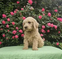 Rosie, a female Goldendoodle for sale in Cleburne, TX – Photo 3 of 6