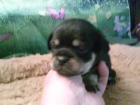 pekechi #4, a female Chihuahua and Pekingese for sale in Quaker City, OH – 3 of 5