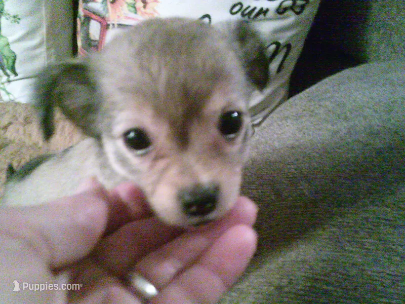 chi female #2 – Chihuahua puppy for sale in Quaker City, OH