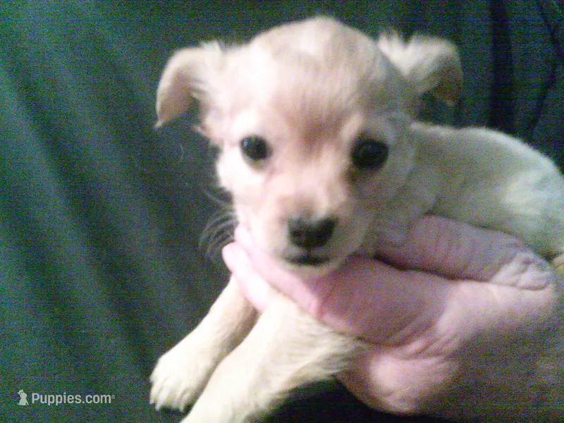 chi male #3 – Chihuahua puppy for sale in Quaker City, OH