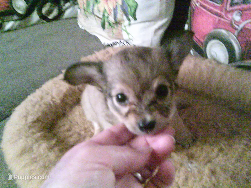 chi female #3 – Chihuahua puppy for sale in Quaker City, OH