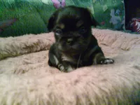 pekechi #1, a male Chihuahua and Pekingese for sale in Quaker City, OH – 1 of 5