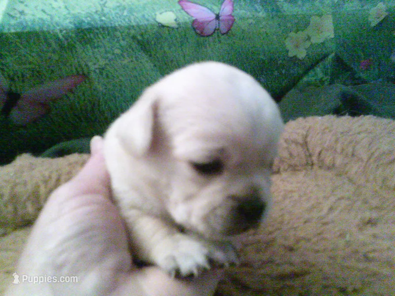 pekechi #5 – Chihuahua, Pekingese puppy for sale in Quaker City, OH