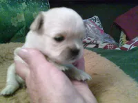pekechi #3, a male Chihuahua and Pekingese for sale in Quaker City, OH – 3 of 5