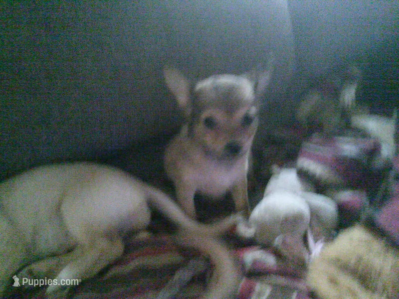 chi female #3 – Chihuahua puppy for sale in Quaker City, OH