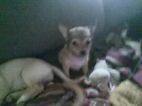 chi female #3, a female Chihuahua for sale in Quaker City, OH – 2 of 7