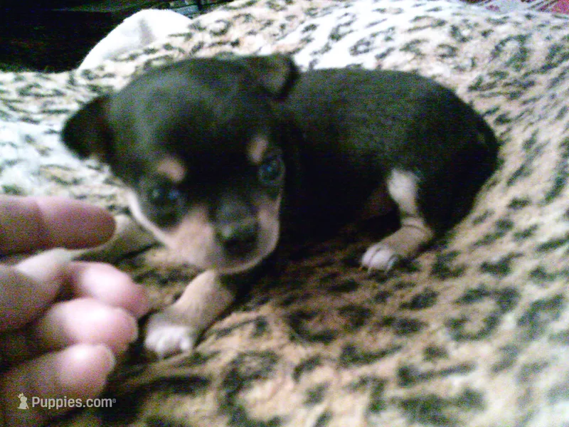 chi male #2 – Chihuahua puppy for sale in Quaker City, OH