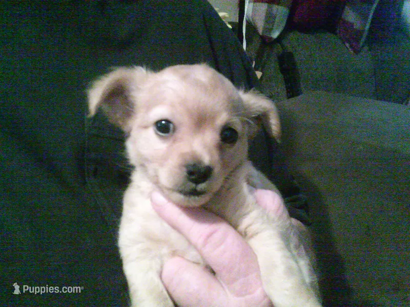 chi male #3 – Chihuahua puppy for sale in Quaker City, OH