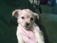 chi male #3, a male Chihuahua for sale in Quaker City, OH – 6 of 8