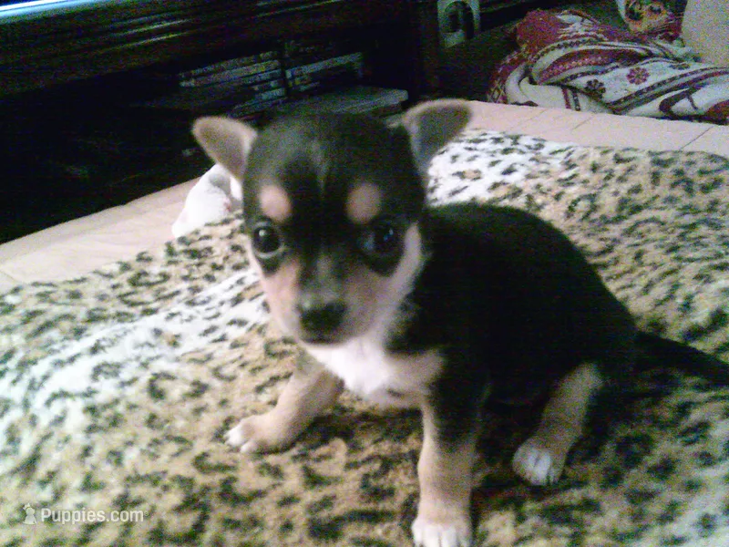 chi female #5 – Chihuahua puppy for sale in Quaker City, OH