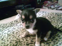 chi female #5, a female Chihuahua for sale in Quaker City, OH – 1 of 5