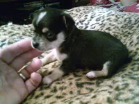 chi male #3, a male Chihuahua for sale in Quaker City, OH – 3 of 4
