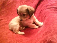 chi male #1, a male Chihuahua for sale in Quaker City, OH – Photo 3 of 5