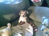 chi male #1, a male Chihuahua for sale in Quaker City, OH – Photo 1 of 4