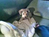 chi male #1, a male Chihuahua for sale in Quaker City, OH – Photo 2 of 4