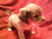 chi male #1, a male Chihuahua for sale in Quaker City, OH – Photo 4 of 5