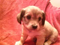 chi male #1, a male Chihuahua for sale in Quaker City, OH – Photo 5 of 5