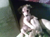 chi male #1, a male Chihuahua for sale in Quaker City, OH – Photo 3 of 4