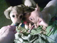 chi male #1, a male Chihuahua for sale in Quaker City, OH – Photo 4 of 4