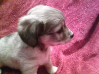 chi male #1, a male Chihuahua for sale in Quaker City, OH – Photo 2 of 5