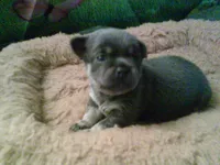 pekechi #2, a male Chihuahua and Pekingese for sale in Quaker City, OH – 2 of 5