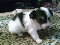 chi male #4, a male Chihuahua for sale in Quaker City, OH – 5 of 5