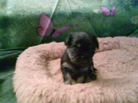 pekechi #1, a male Chihuahua and Pekingese for sale in Quaker City, OH – 5 of 5