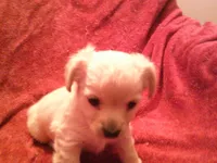 chi female #1, a female Chihuahua for sale in Quaker City, OH – Photo 5 of 5