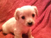 chi female #1, a female Chihuahua for sale in Quaker City, OH – Photo 1 of 5