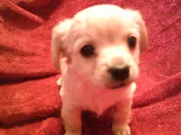 chi female #1, a female Chihuahua for sale in Quaker City, OH – Photo 2 of 5