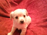 chi female #1, a female Chihuahua for sale in Quaker City, OH – Photo 4 of 5