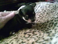 chi male #2, a male Chihuahua for sale in Quaker City, OH – 3 of 5